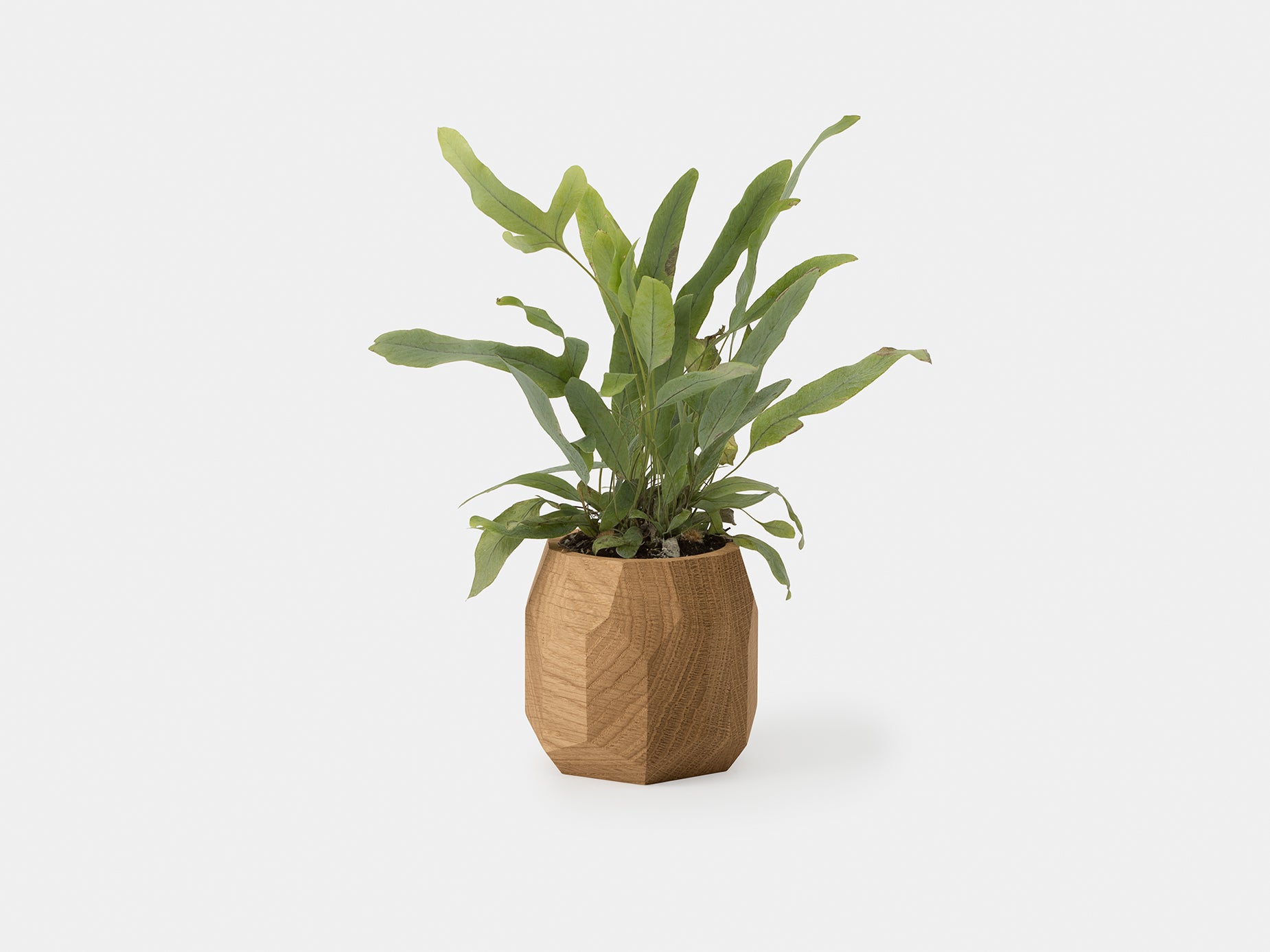 oakywood oak wooden geometric pot with plant | oak